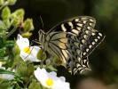 Porte-Queue de Corse (Le), Grand Férulier (Le) Papilio hospiton Gené, 1839
