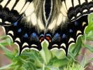 Porte-Queue de Corse (Le), Grand Férulier (Le) Papilio hospiton Gené, 1839