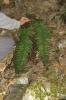 Dryoptéris des Cévennes, Dryoptéris d'Ardèche Dryopteris ardechensis Fraser-Jenk., 1981
