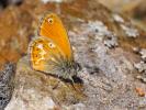 Fadet tyrrhénien (Le) Coenonympha corinna (Hübner, 1804)