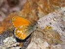 Fadet tyrrhénien (Le) Coenonympha corinna (Hübner, 1804)