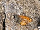 Fadet tyrrhénien (Le) Coenonympha corinna (Hübner, 1804)