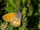 Fadet tyrrhénien (Le) Coenonympha corinna (Hübner, 1804)