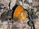 Fadet tyrrhénien (Le) Coenonympha corinna (Hübner, 1804)