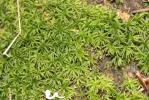  Atrichum undulatum (Hedw.) P.Beauv., 1805