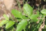 Alouchier, Alisier blanc Sorbus aria (L.) Crantz, 1763