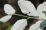 Alouchier, Alisier blanc Sorbus aria (L.) Crantz, 1763