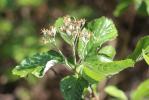 Alouchier, Alisier blanc Sorbus aria (L.) Crantz, 1763