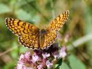 Mélitée du Plantain (La), Déesse à ceinturons (La) Melitaea cinxia (Linnaeus, 1758)