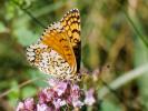 Mélitée du Plantain (La), Déesse à ceinturons (La) Melitaea cinxia (Linnaeus, 1758)