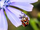  Eurydema ornata (Linnaeus, 1758)