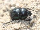  Trypocopris vernalis (Linnaeus, 1758)