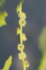 Cycloloma Cycloloma atriplicifolium (Spreng.) Coult., 1894