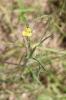 Gesse annuelle Lathyrus annuus L., 1753
