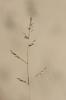 Catapode intermédiaire Catapodium hemipoa (Delile ex Spreng.) Laínz, 1966