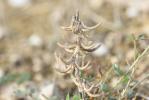 Luzerne de Montpellier Medicago monspeliaca (L.) Trautv., 1841