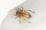  Cheiracanthium pennatum Simon, 1878