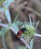  Stictoleptura cordigera (Fuessly, 1775)
