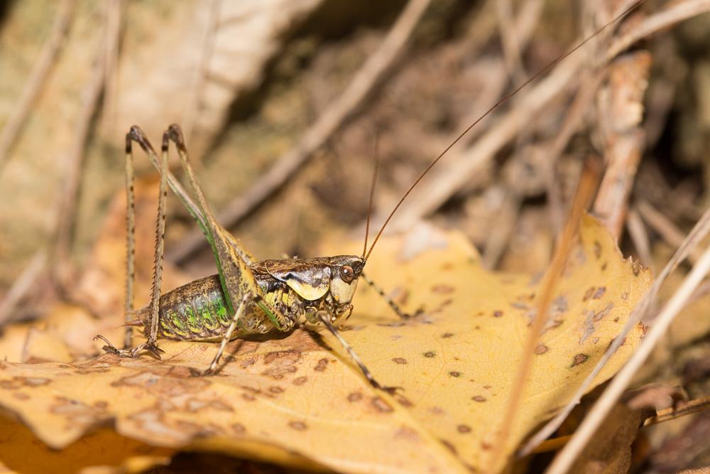 Decticelle annelée Rhacocleis annulata Fieber, 1853