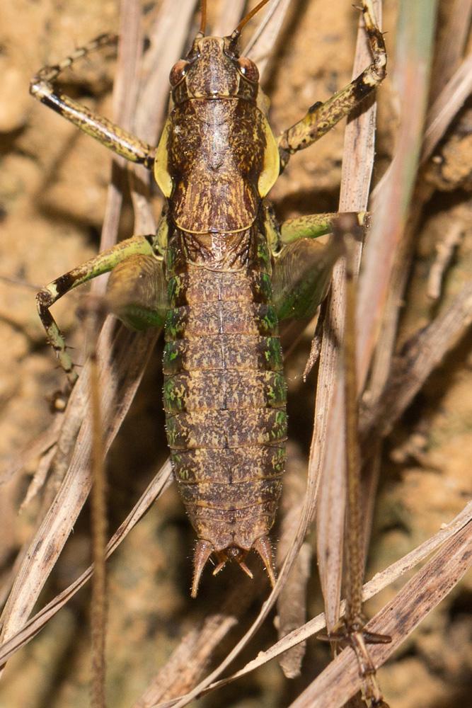 Decticelle annelée Rhacocleis annulata Fieber, 1853