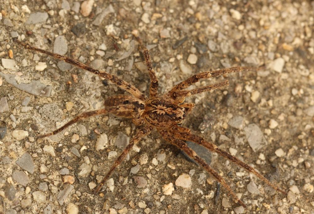 Tegenaria Latreille, 1804