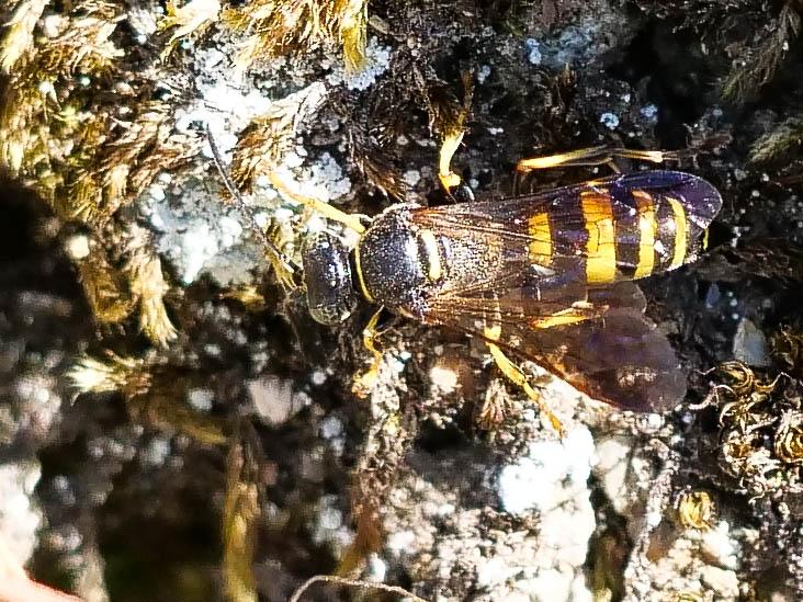 Gorytes laticinctus (Lepeletier de Saint Fargeau, 1832)