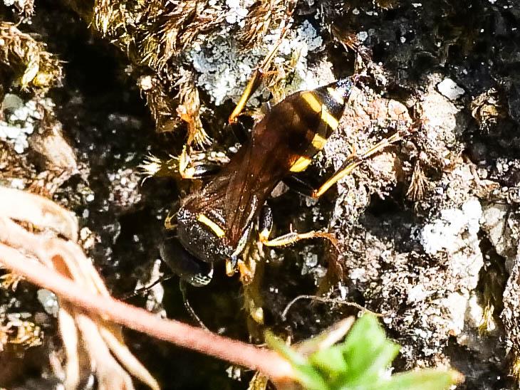 Gorytes laticinctus (Lepeletier de Saint Fargeau, 1832)