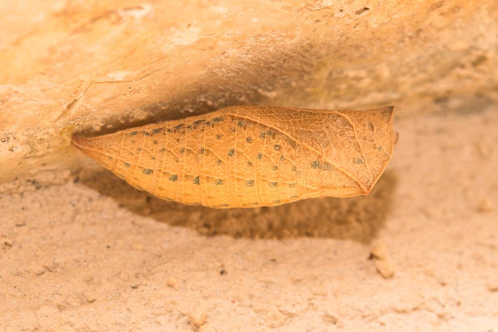 Flambé (Le) Iphiclides podalirius (Linnaeus, 1758)