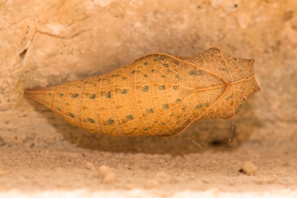 Flambé (Le) Iphiclides podalirius (Linnaeus, 1758)