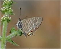 Azuré de la Luzerne (L'), Azuré de Lang (L'), Argu Leptotes pirithous (Linnaeus, 1767)