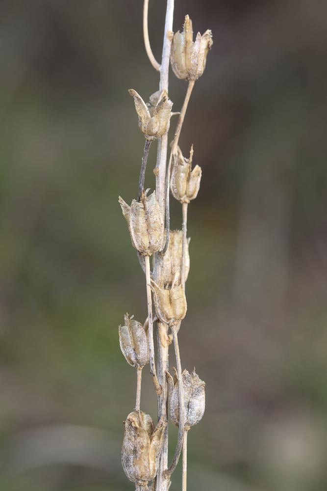 Ornithogale de Narbonne Loncomelos narbonense (L.) Raf., 1840