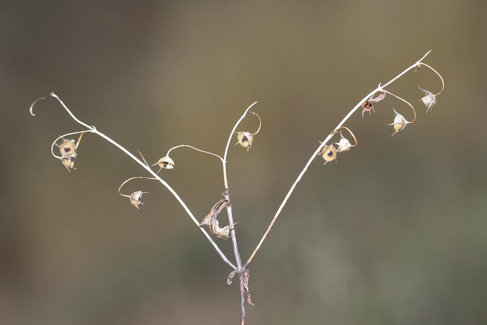 Mouron rouge, Fausse Morgeline Lysimachia arvensis (L.) U.Manns & Anderb., 2009