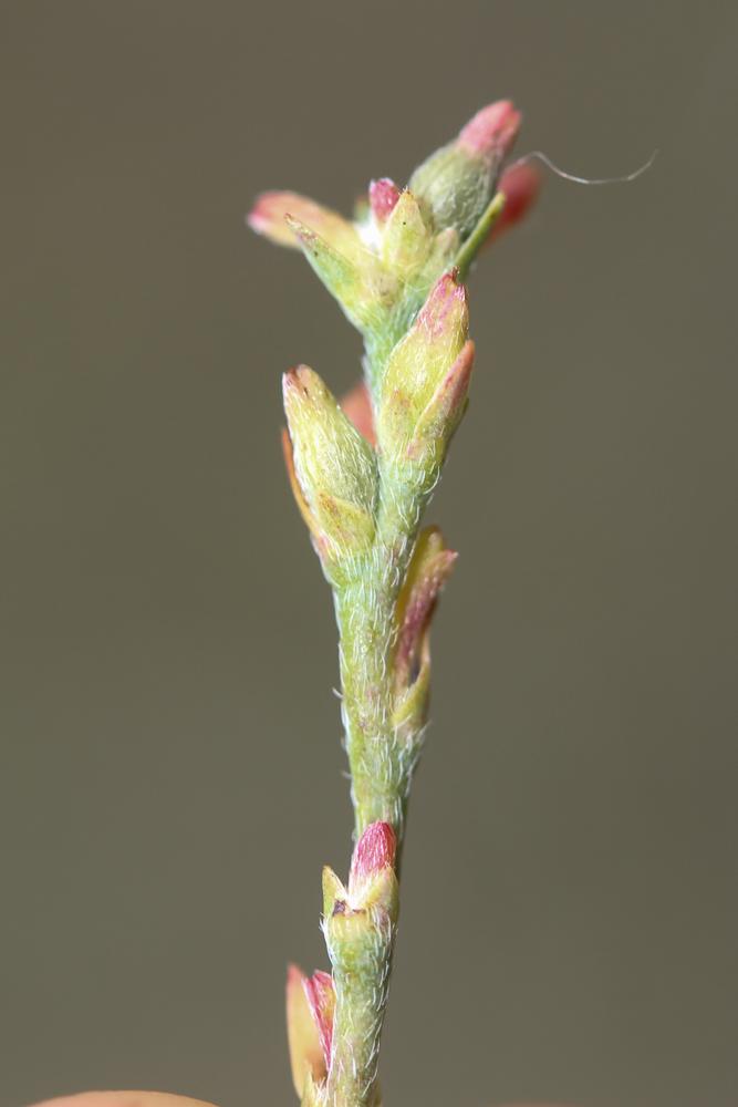 Passerine Thymelaea passerina subsp. pubescens (Guss.) Meikle, 1985