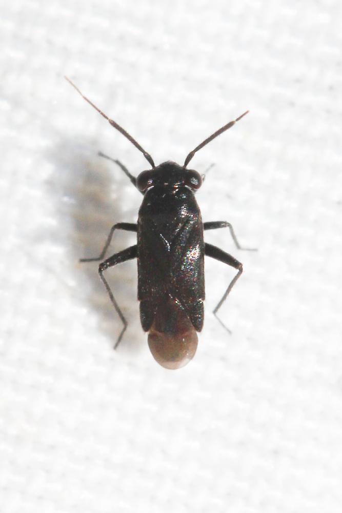  Pachytomella 