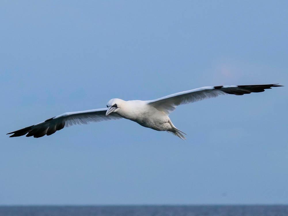 Fou de Bassan Morus bassanus (Linnaeus, 1758)