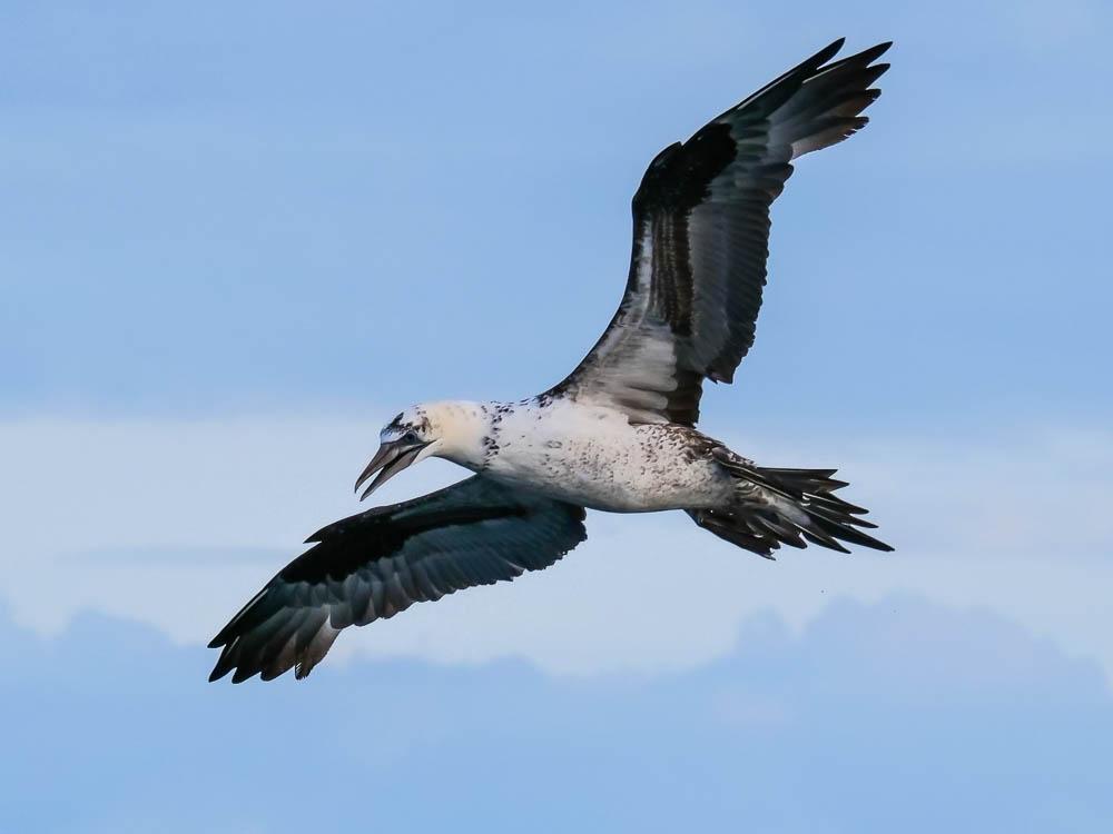 Fou de Bassan Morus bassanus (Linnaeus, 1758)
