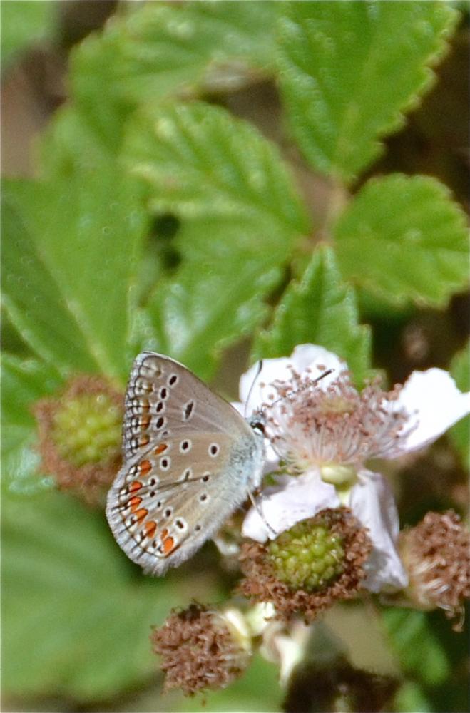 Azuré de L'Esparcette (L'), Azuré de Chapman (L'), Polyommatus thersites (Cantener, 1835)