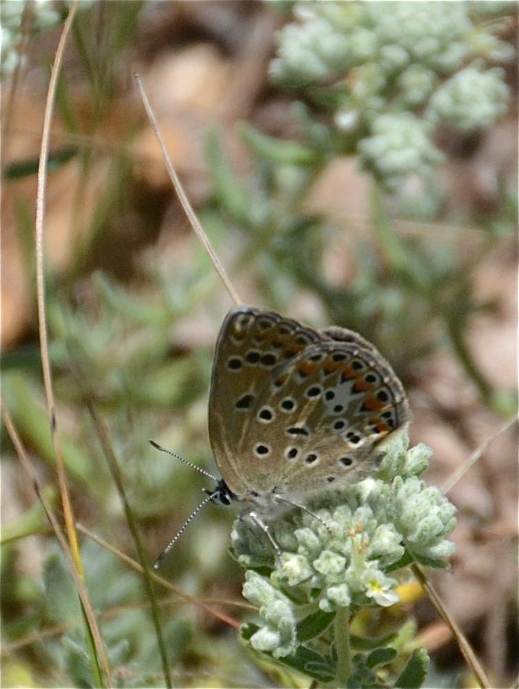 Azuré de l'Adragant (L'), Azuré du Plantain (L'), Polyommatus escheri (Hübner, 1823)