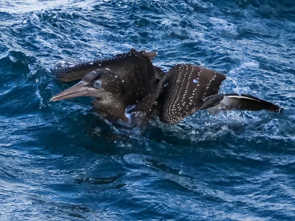 Fou de Bassan Morus bassanus (Linnaeus, 1758)