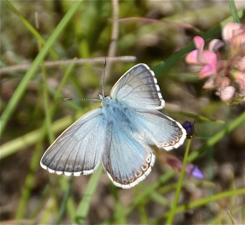 Bleu-nacré d'Espagne (Le) Lysandra hispana (Herrich-Schäffer, 1852)