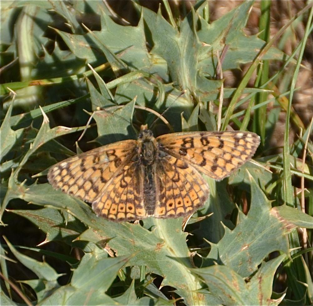 Mélitée du Plantain (La), Déesse à ceinturons (La) Melitaea cinxia (Linnaeus, 1758)