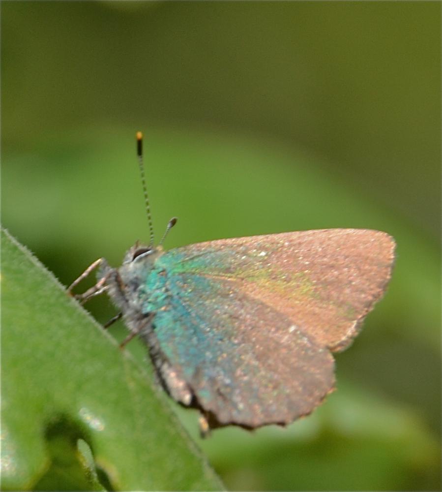 Thécla de la Ronce (La), Argus vert (L') Callophrys rubi (Linnaeus, 1758)