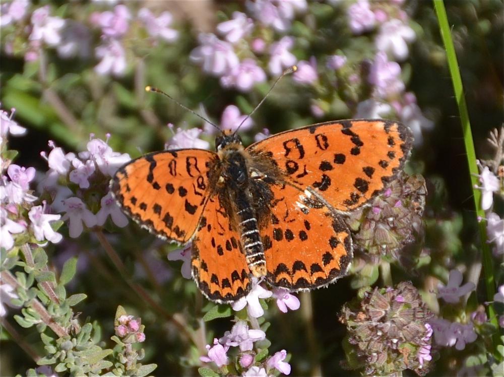 Mélitée orangée (La), Damier orangé (Le), Diane (L Melitaea didyma (Esper, 1778)