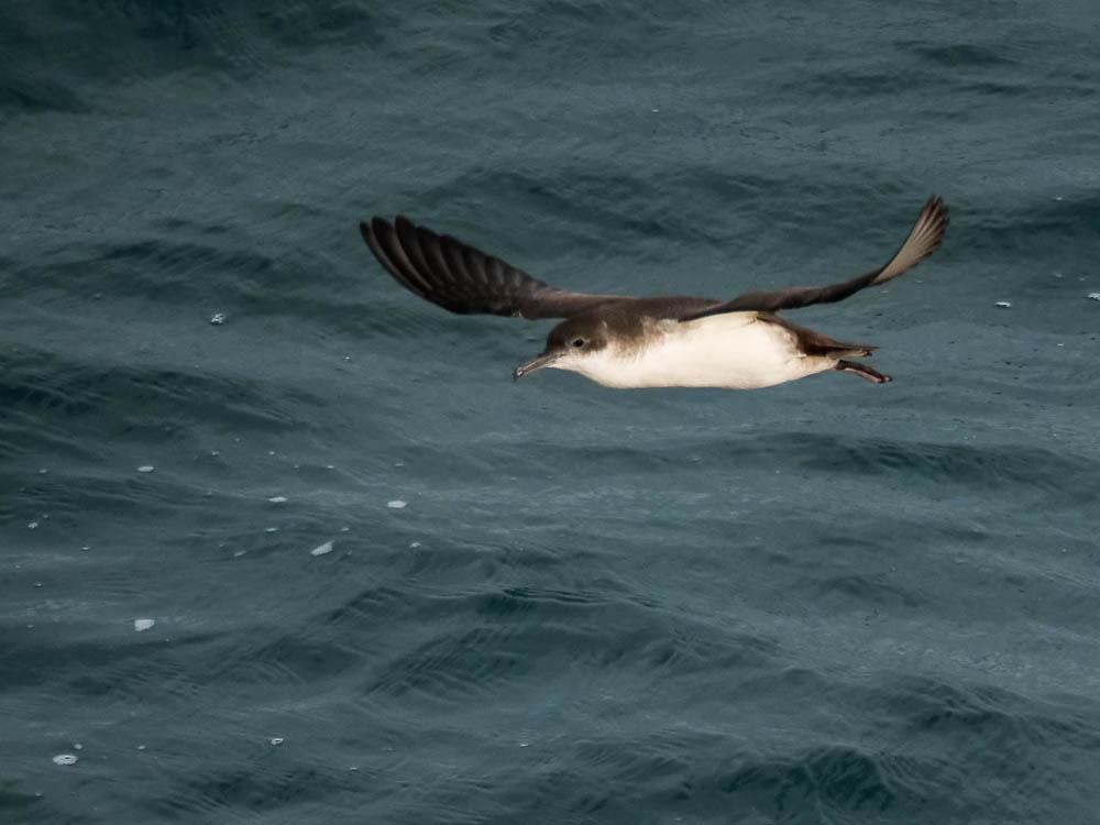 Puffin yelkouan Puffinus yelkouan (Acerbi, 1827)