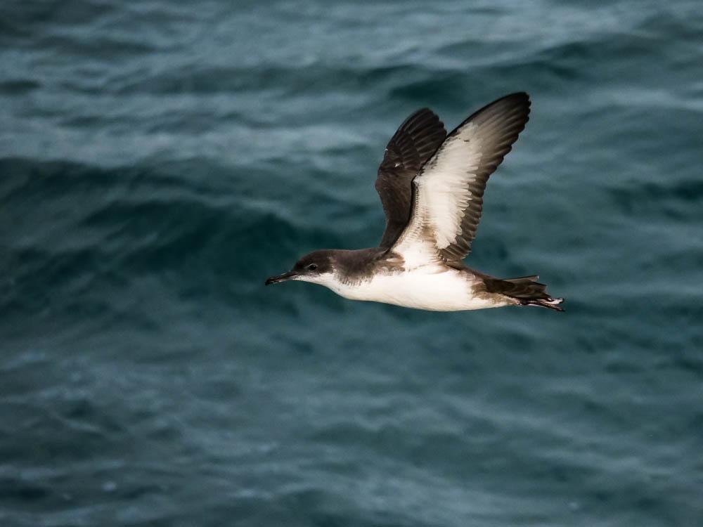 Puffin yelkouan Puffinus yelkouan (Acerbi, 1827)