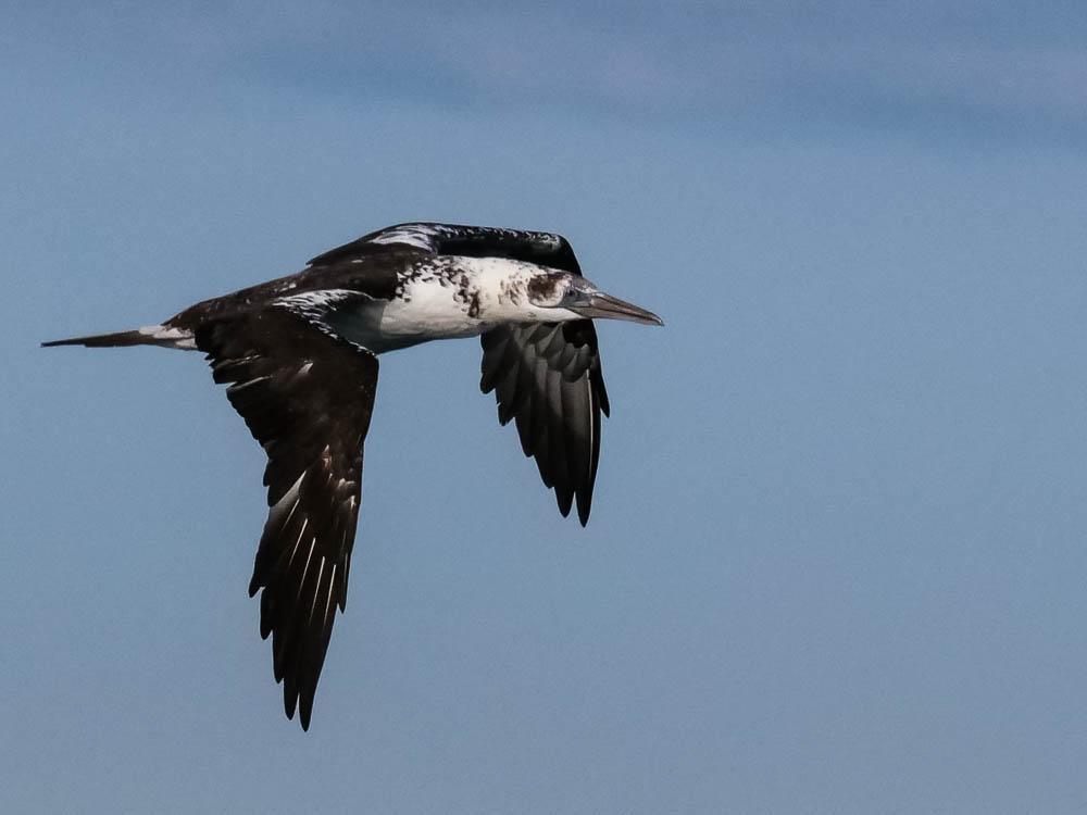Fou de Bassan Morus bassanus (Linnaeus, 1758)