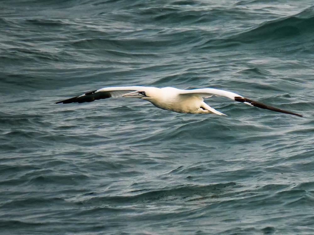 Fou de Bassan Morus bassanus (Linnaeus, 1758)