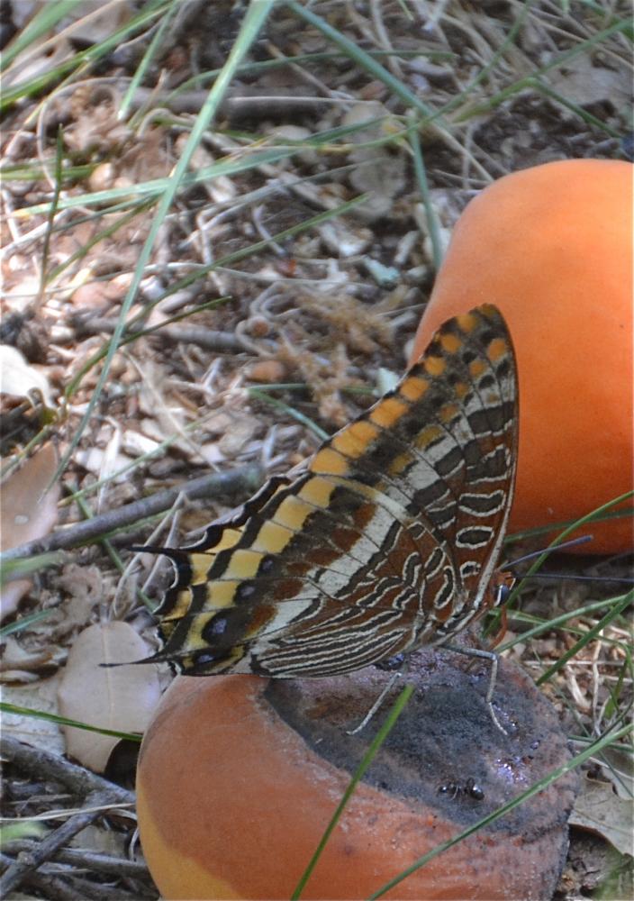 Nymphale de l'Arbousier (La), Jason (Le), Pacha à Charaxes jasius (Linnaeus, 1767)