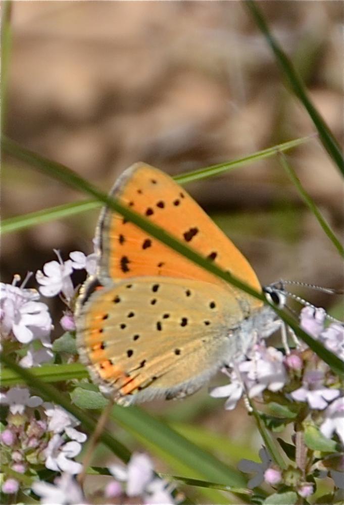 Cuivré mauvin (Le), Cuivré flamboyant (Le), Argus Lycaena alciphron (Rottemburg, 1775)
