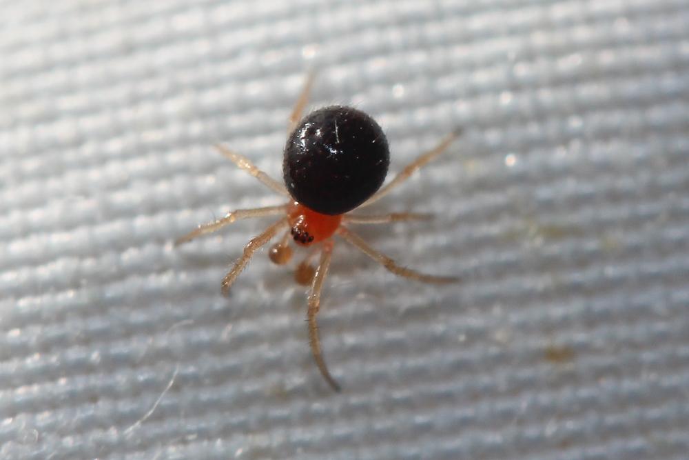  Ruborridion musivum (Simon, 1873)